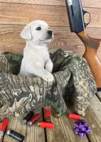 🌨️ARCTIC OWL🦉, a female Labrador Retriever for sale in Andrews, SC – 7 of 10