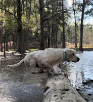 🌨️ARCTIC OWL🦉, a female Labrador Retriever for sale in Andrews, SC – 6 of 10
