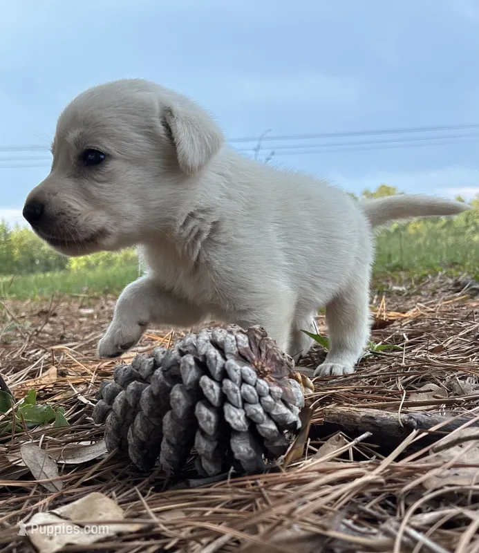 🤍 Magnolia🌺 – Labrador Retriever puppy for sale in Andrews, SC