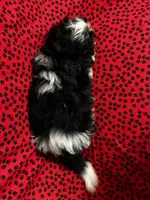 Oreo, a male Shih Tzu for sale in Andrews, SC – 4 of 4