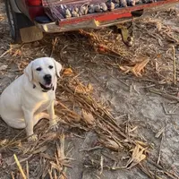 💐Blossom 🌸, a female Labrador Retriever for sale in Andrews, SC – Photo 2 of 9