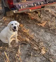 💐Blossom 🌸, a  Labrador Retriever for sale in Andrews, SC – Photo 2 of 9