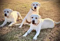 💐Blossom 🌸, a  Labrador Retriever for sale in Andrews, SC – Photo 3 of 9