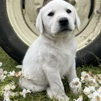 💐Blossom 🌸, a female Labrador Retriever for sale in Andrews, SC – Photo 1 of 9