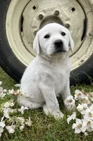 💐Blossom 🌸, a  Labrador Retriever for sale in Andrews, SC – Photo 1 of 9