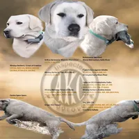 💐Blossom 🌸, a female Labrador Retriever for sale in Andrews, SC – Photo 9 of 9