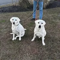 💐Blossom 🌸, a female Labrador Retriever for sale in Andrews, SC – Photo 4 of 9