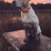 💐Blossom 🌸, a female Labrador Retriever for sale in Andrews, SC – Photo 6 of 9