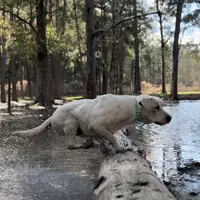💐Blossom 🌸, a female Labrador Retriever for sale in Andrews, SC – Photo 7 of 9