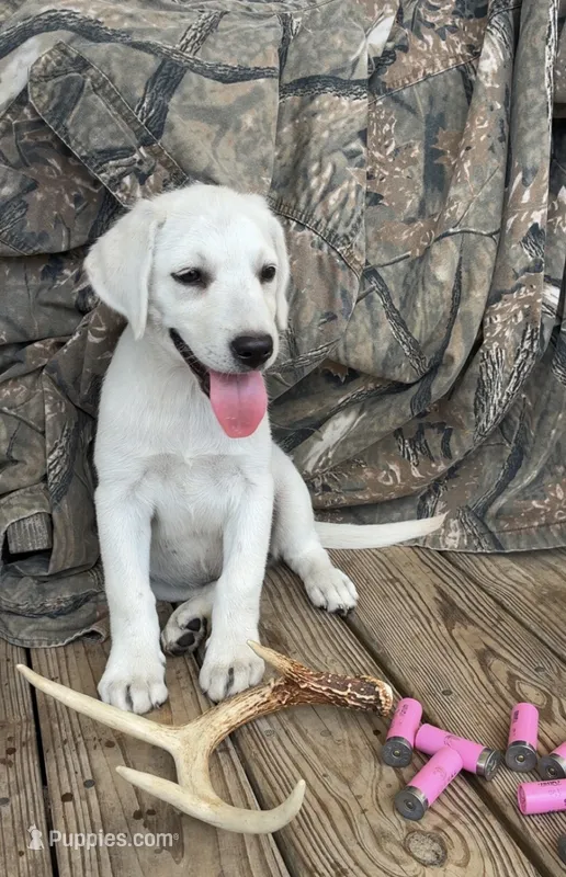 🧜🏻‍♀️Calypso 🌊 – Labrador Retriever puppy for sale in Andrews, SC