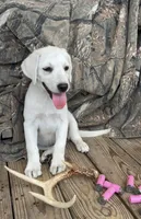 🧜🏻‍♀️Calypso 🌊, a female Labrador Retriever for sale in Andrews, SC – 1 of 8