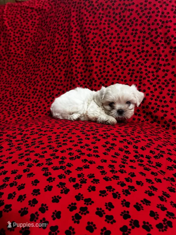 Chew Baca – Shih Tzu puppy for sale in Andrews, SC