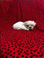 Snowball, a male Shih Tzu for sale in Andrews, SC – 1 of 6