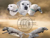 🌨️ARCTIC OWL🦉, a female Labrador Retriever for sale in Andrews, SC – 10 of 10