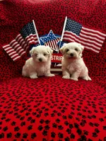 Casper, a male Maltese for sale in Andrews, SC – 3 of 4