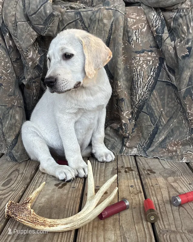 🌲Aspen🏕️ – Labrador Retriever puppy for sale in Andrews, SC