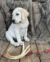 🌲Aspen🏕️, a female Labrador Retriever for sale in Andrews, SC – 1 of 8