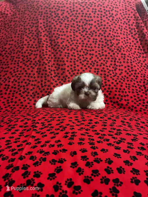 Fluffy – Shih Tzu puppy for sale in Andrews, SC