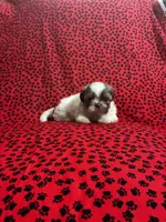Lily, a female Shih Tzu for sale in Andrews, SC – 1 of 5