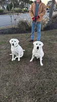 🌨️ARCTIC OWL🦉, a female Labrador Retriever for sale in Andrews, SC – 9 of 10