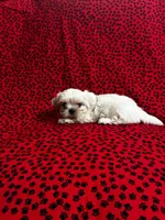 Snowball, a male Shih Tzu for sale in Andrews, SC – 2 of 6