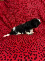 Oreo, a male Shih Tzu for sale in Andrews, SC – 2 of 4