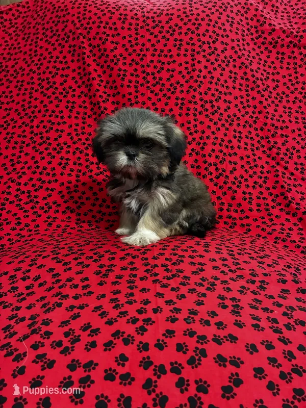 Zoey – Shih Tzu puppy for sale in Andrews, SC