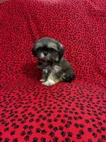 Zoey, a female Shih Tzu for sale in Andrews, SC – 1 of 5