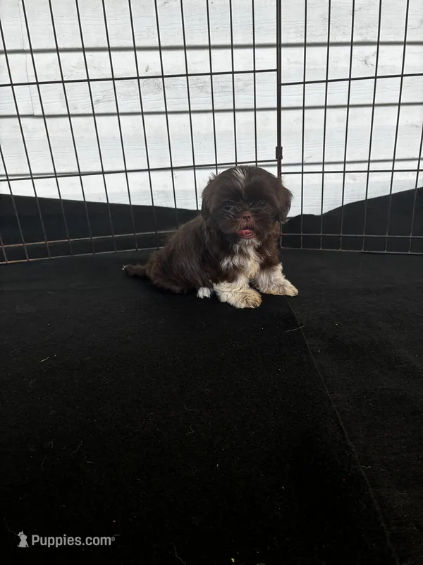 Browny – Shih Tzu puppy for sale in Andrews, SC