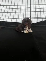 Browny, a female Shih Tzu for sale in Andrews, SC – 1 of 8