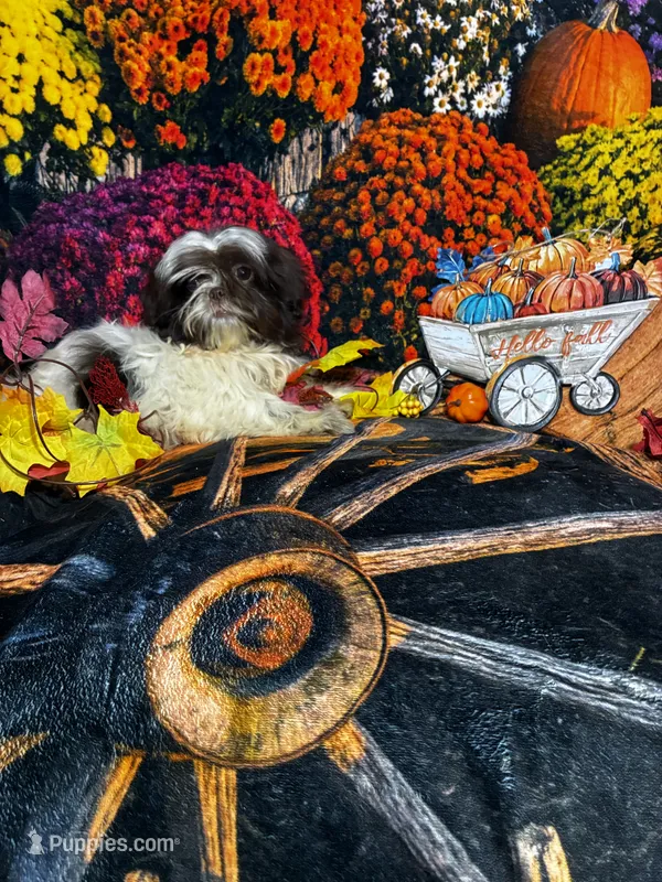 SALE - Freckles – Shih Tzu puppy for sale in Andrews, SC