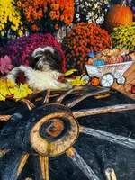 SALE - Freckles, a female Shih Tzu for sale in Andrews, SC – 1 of 9