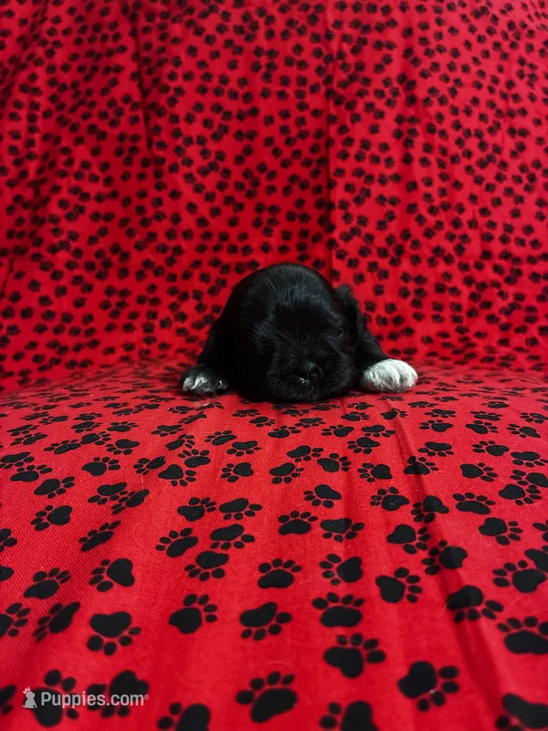Scooter – Shih Tzu puppy for sale in Andrews, SC