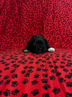 Scooter, a male Shih Tzu for sale in Andrews, SC – 1 of 3