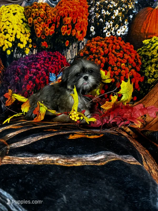 SALE - Nila - TINY – Shih Tzu puppy for sale in Andrews, SC