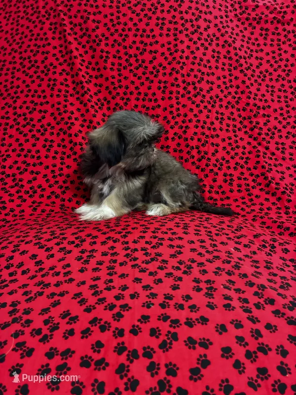 SALE - Nila - TINY – Shih Tzu puppy for sale in Andrews, SC