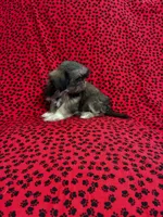 Zoey, a female Shih Tzu for sale in Andrews, SC – 4 of 5