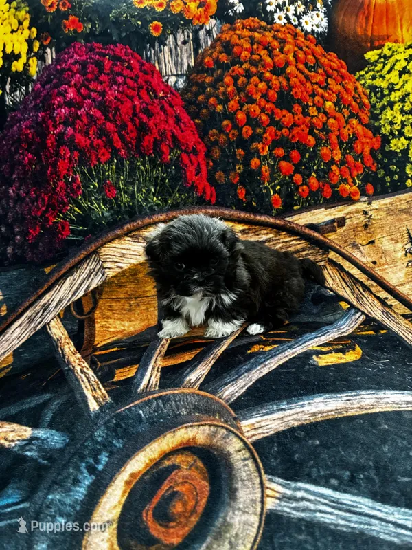 Bodacious  – Shih Tzu puppy for sale in Andrews, SC