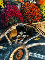 Bodacious , a male Shih Tzu for sale in Andrews, SC – Photo 1 of 3