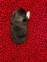 Bodacious , a male Shih Tzu for sale in Andrews, SC – Photo 2 of 3