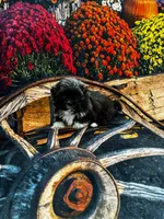 Bodacious , a male Shih Tzu for sale in Andrews, SC – Photo 3 of 3