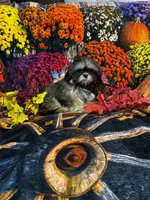 SALE - Nila - TINY, a female Shih Tzu for sale in Andrews, SC – 3 of 8