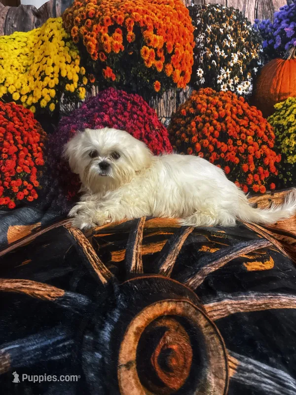 SALE- Handsome! – Shih Tzu puppy for sale in Andrews, SC