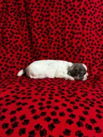 Fluffy, a female Shih Tzu for sale in Andrews, SC – 2 of 3