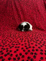 CoaCoa, a female Shih Tzu for sale in Andrews, SC – 6 of 8