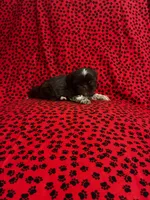 Browny, a female Shih Tzu for sale in Andrews, SC – 5 of 8
