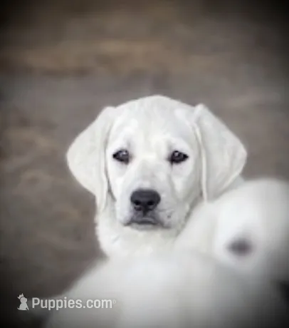 🌨️ARCTIC OWL🦉 – Labrador Retriever puppy for sale in Andrews, SC