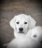 🌨️ARCTIC OWL🦉, a female Labrador Retriever for sale in Andrews, SC – 1 of 10