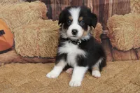 Dawn , a female Australian Shepherd for sale in Reynoldsville, PA – 4 of 9