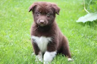 Bear , a male Australian Shepherd for sale in Reynoldsville, PA – 1 of 10